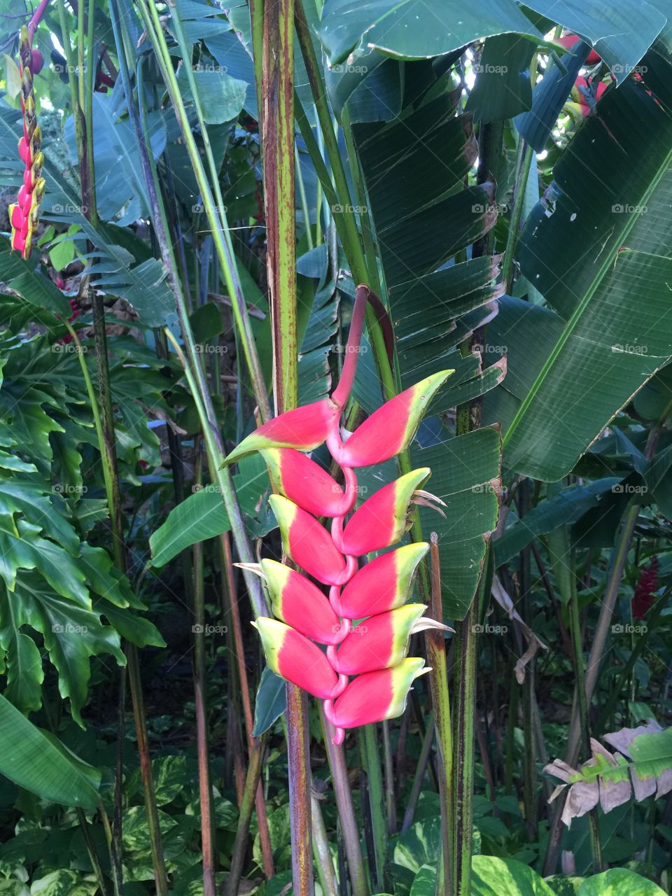 Beautiful Hawaiian flower