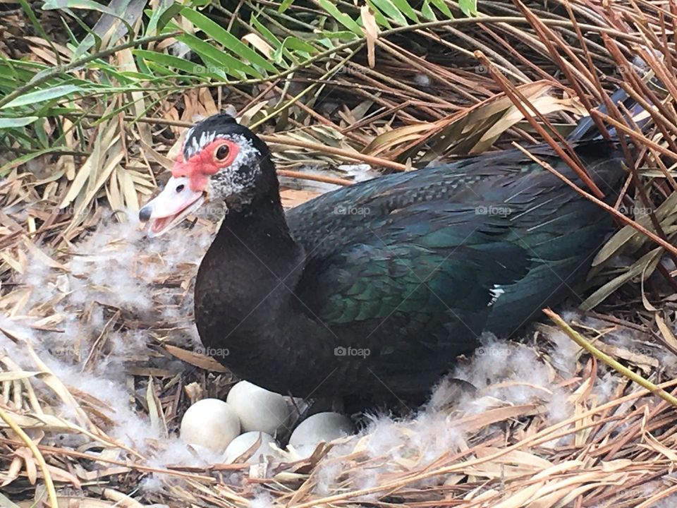 Momma duck shows off her eggs 🥚
