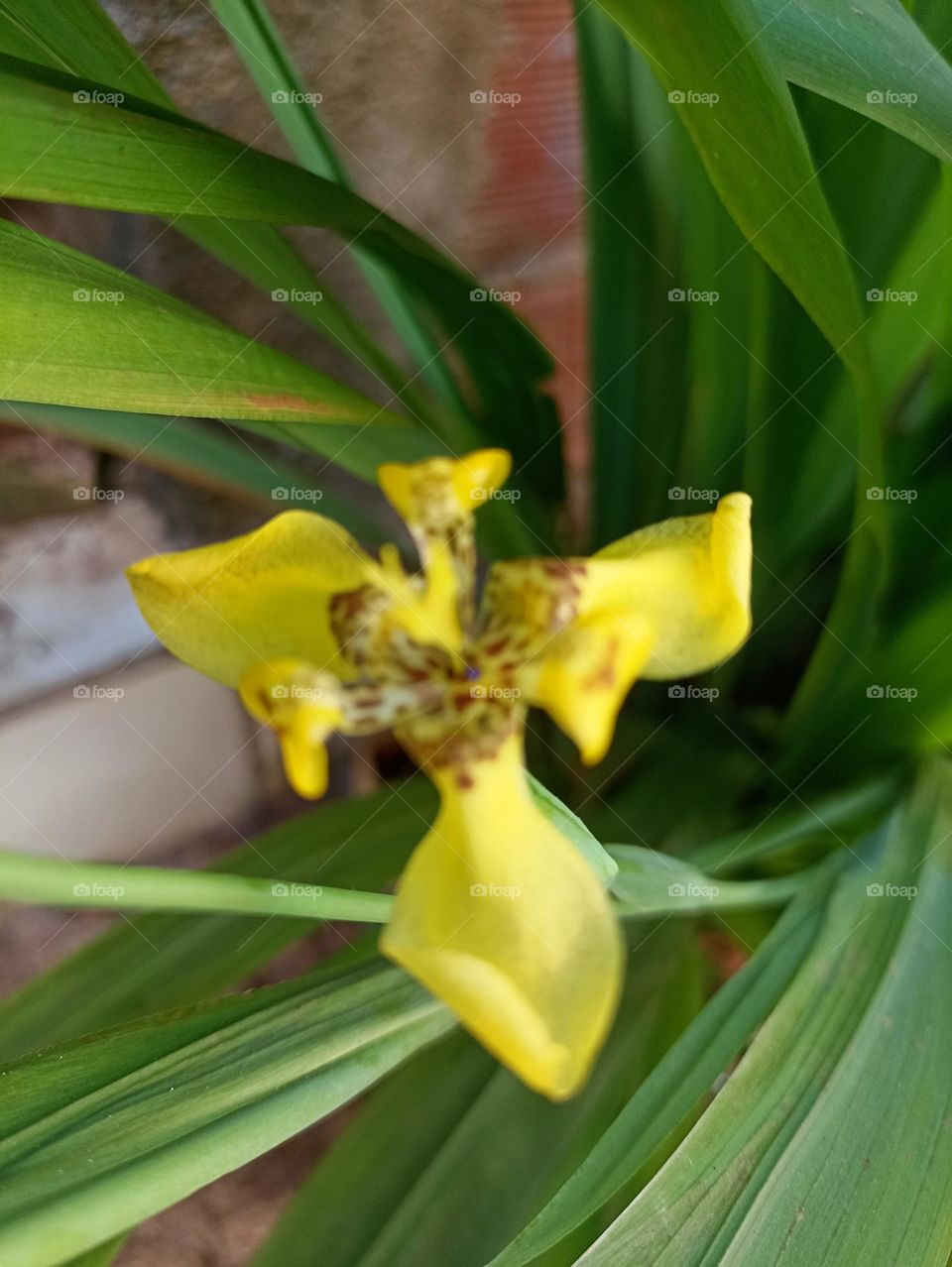 orquídea