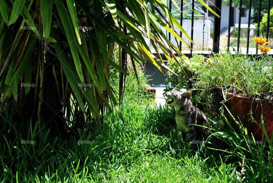 wild cat on grass