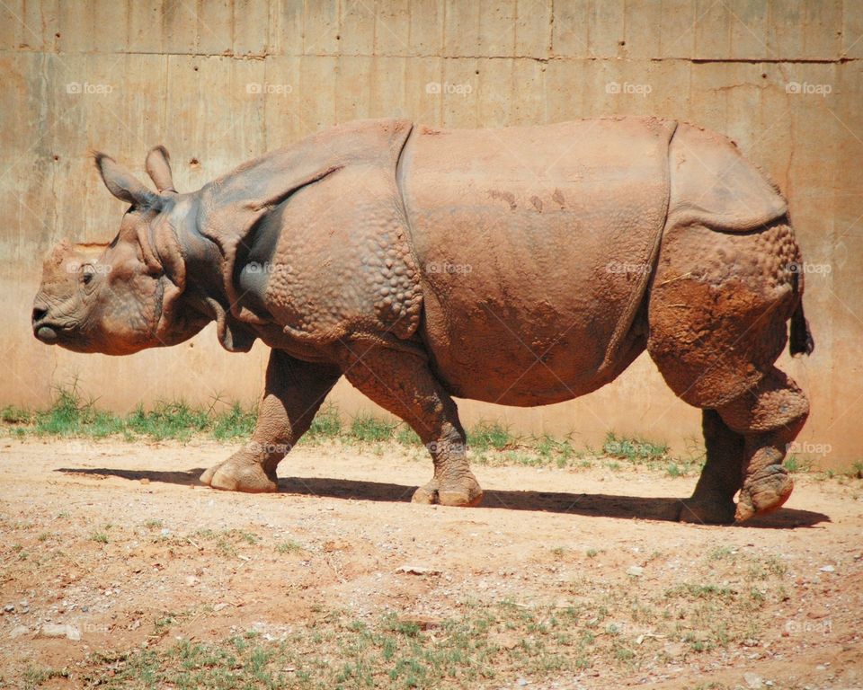 rhino