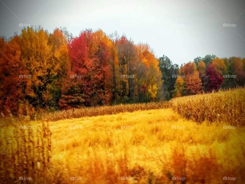 Fall, Landscape, Tree, Dawn, Season