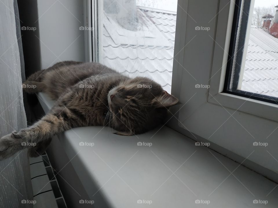 Cat sleep