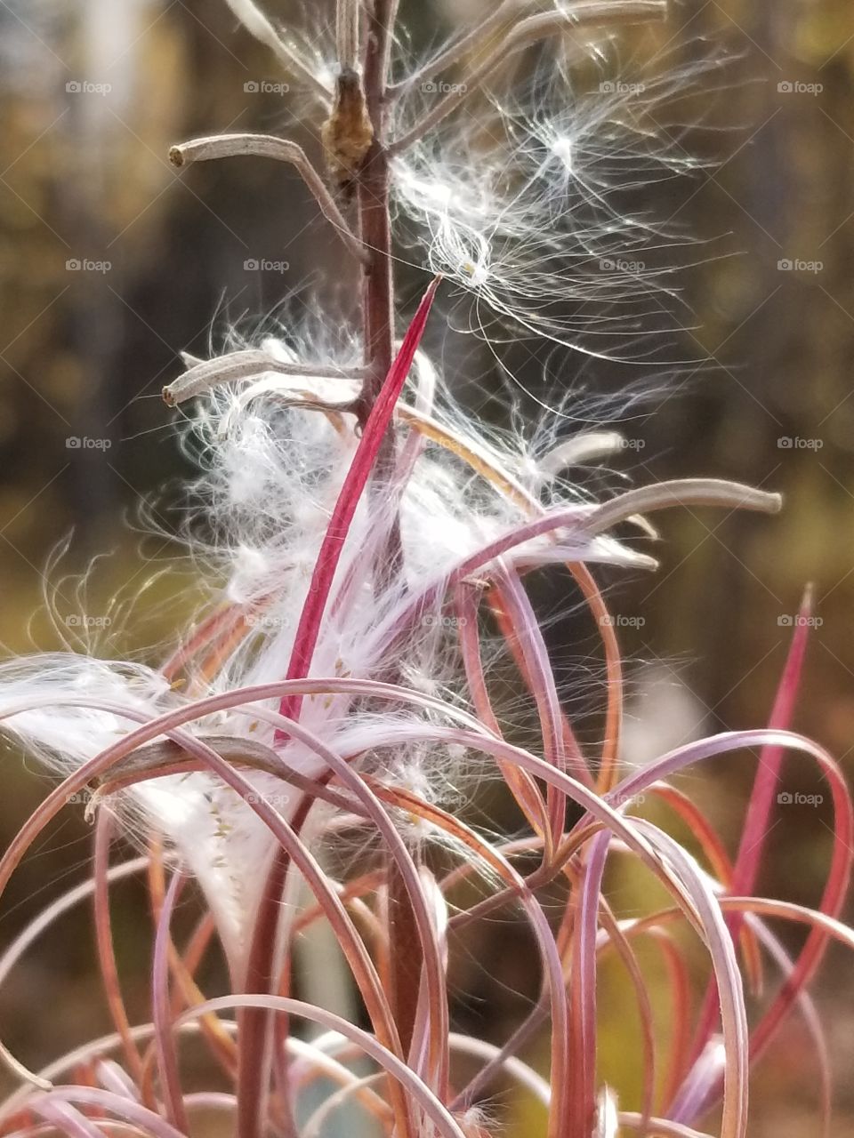 fireweed seeds