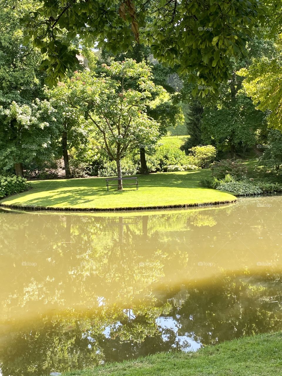 Reflections of trees on a pond