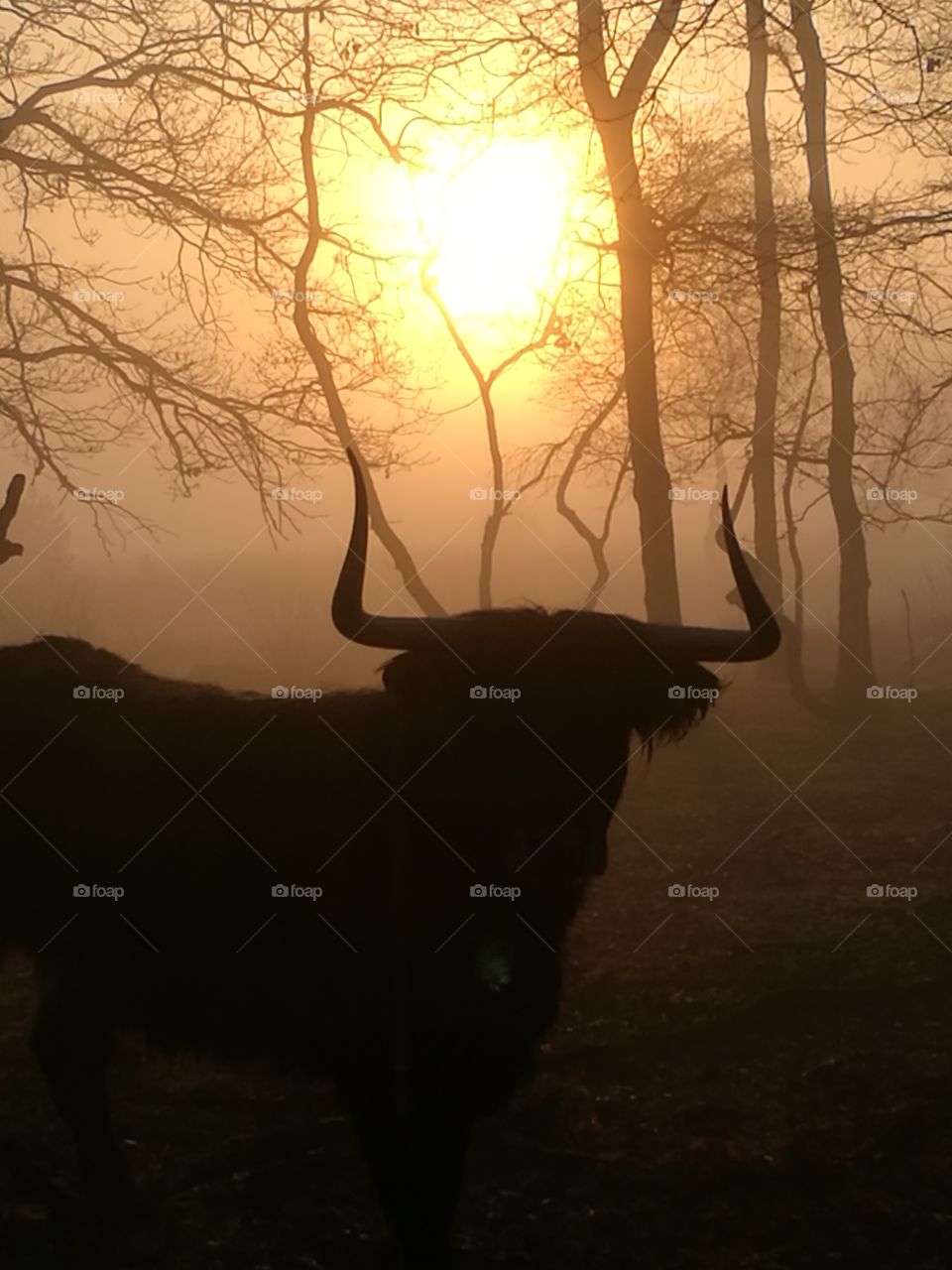 cow in the mist