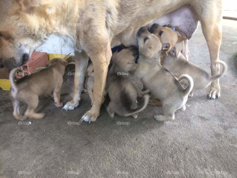 hungry babies