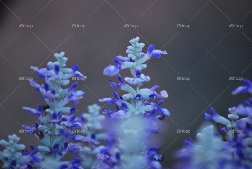 blue garden flowers