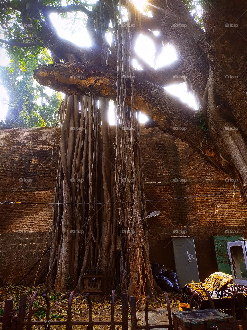 Banyan tree in front of Shaniwar wada Palace Pune Maharashtra India