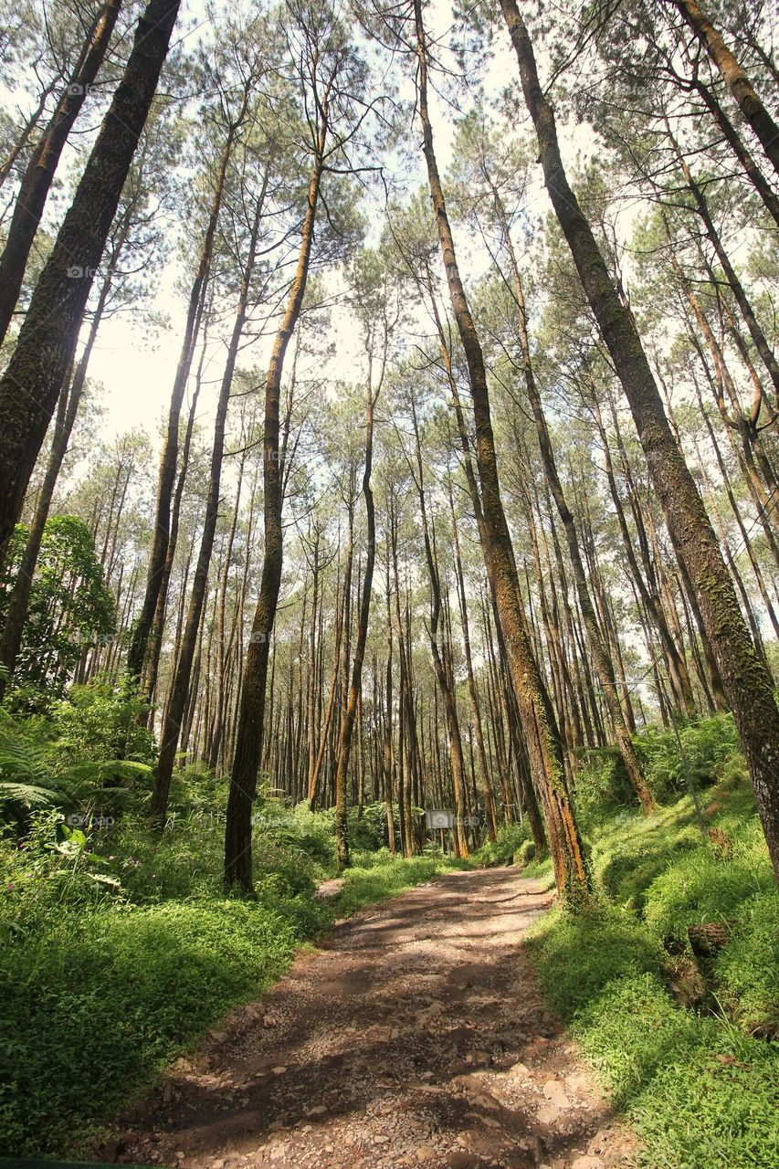 sunny day in the forest