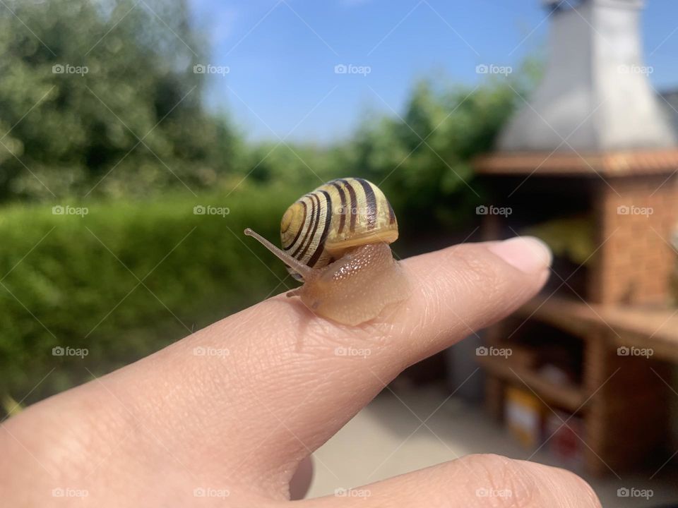 Snail on my finger