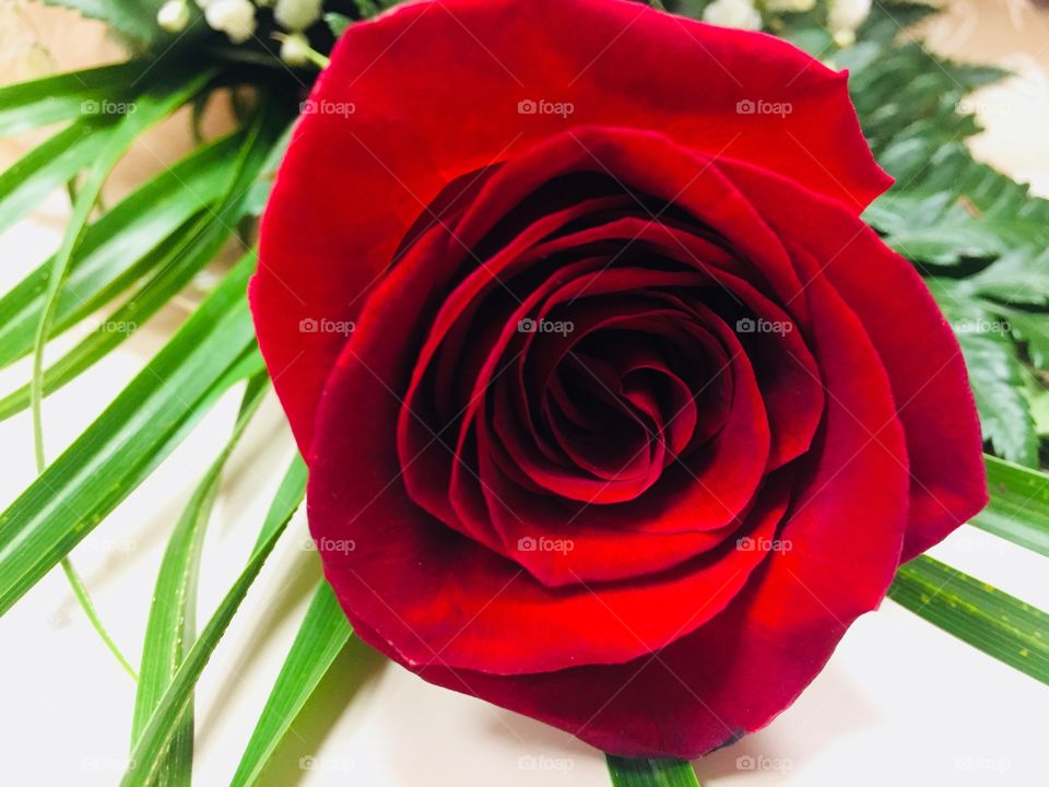 Rosas de san valentin