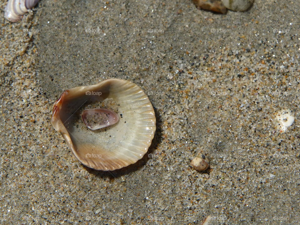 Scallop shell with small shell inside 