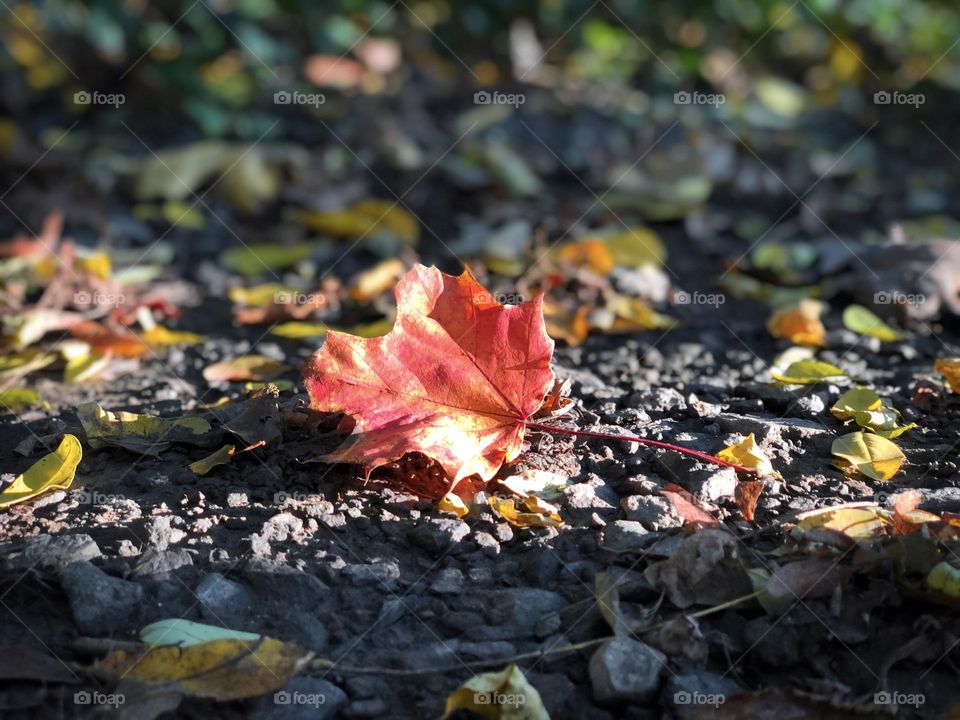 Fall 