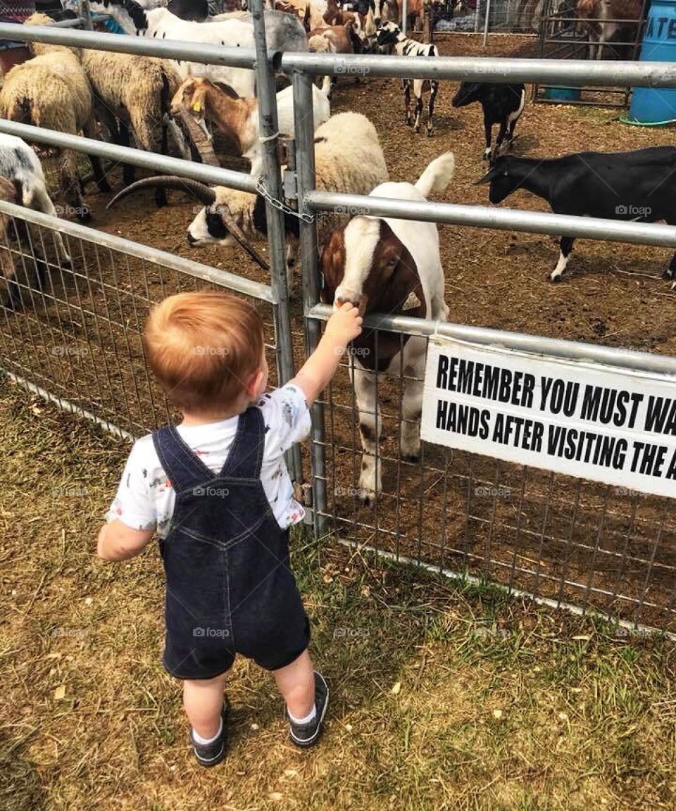 Red Headed Toddler feeding Goats at the Fair