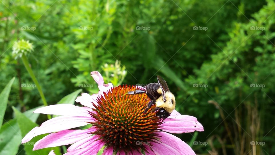 Bee on coneflower action