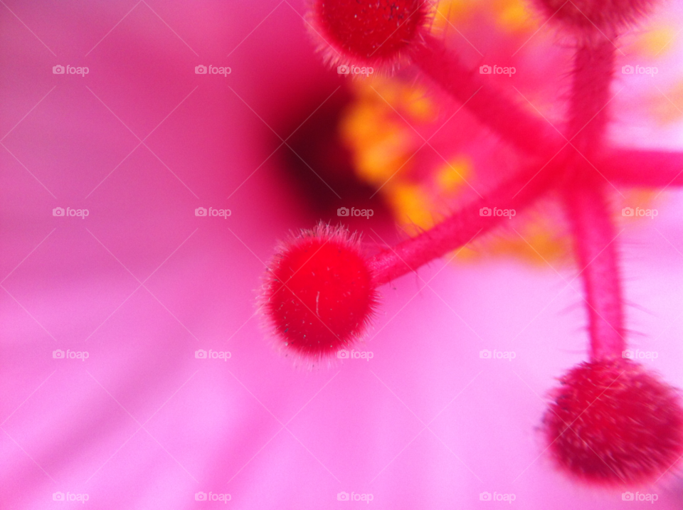 miami pink macro earth by daflux