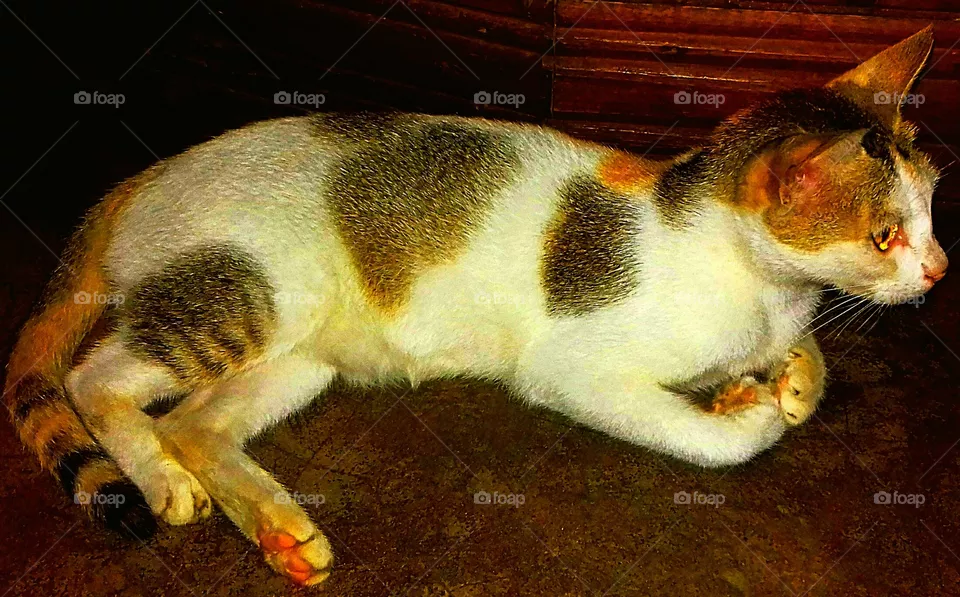 pussy