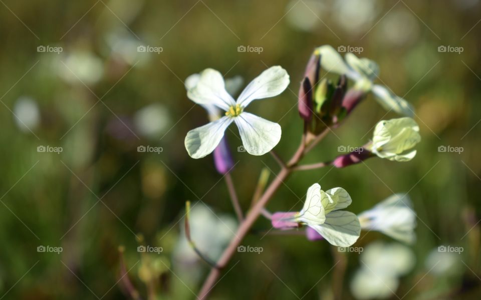 Small white flowers on the field in Portugal 