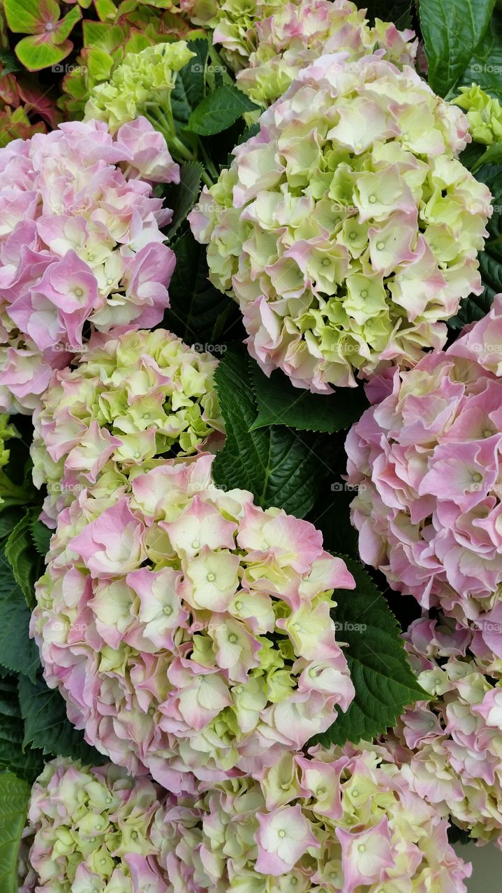 Close-up of pink hydrangeas blooming outdoors