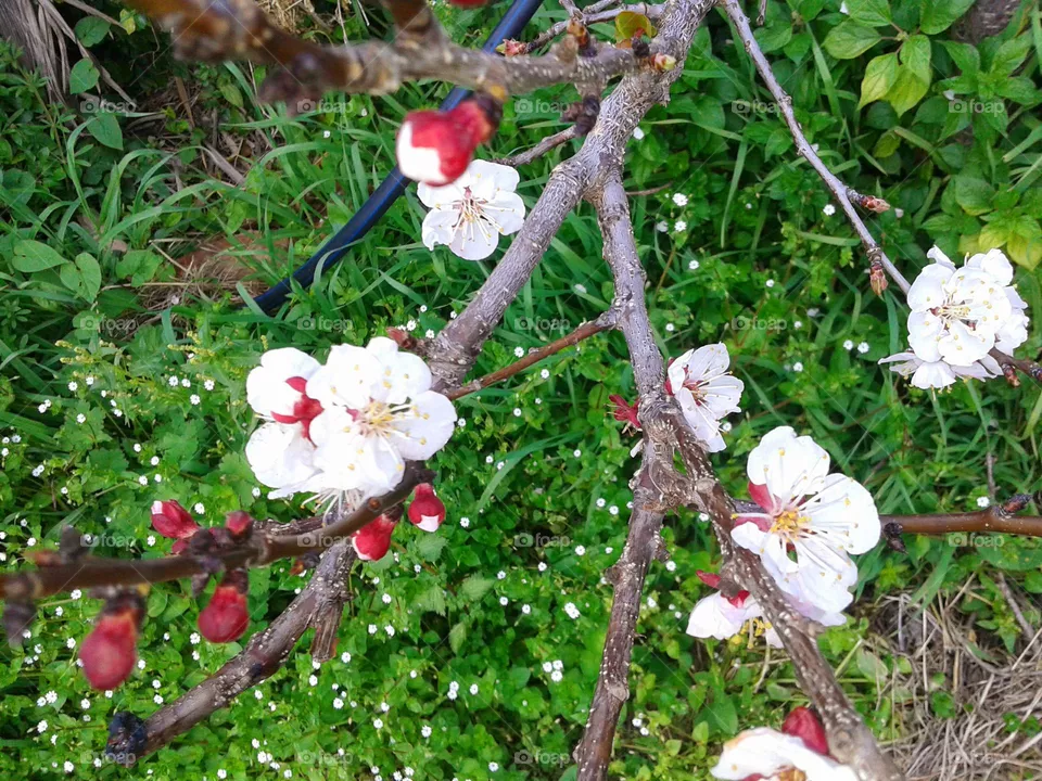 Early cherry blossoms on their branch and a spring-like lawn in the background on the Italian island of Ischia