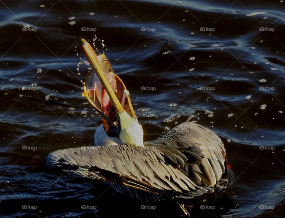 Pelican catching a fish