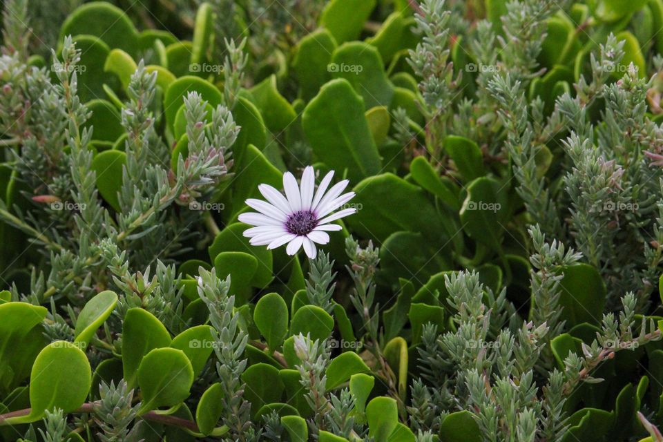 A white and purple vygie flower growing between other succulents