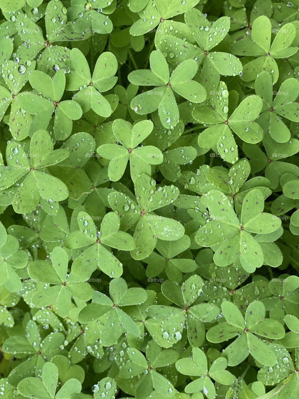 A close up view of green clover with water droplets on the Spaulding Nature Trail!