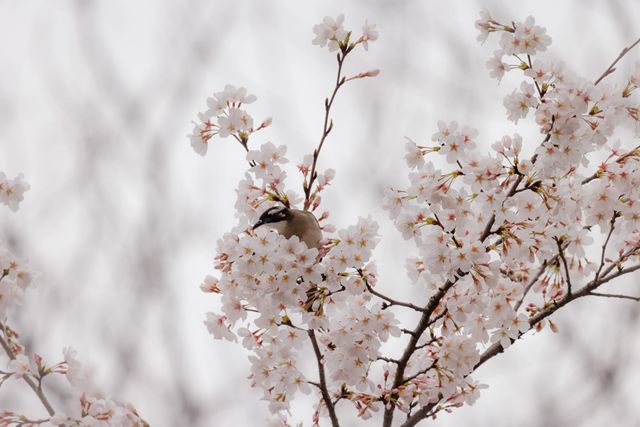 樱花与鸟