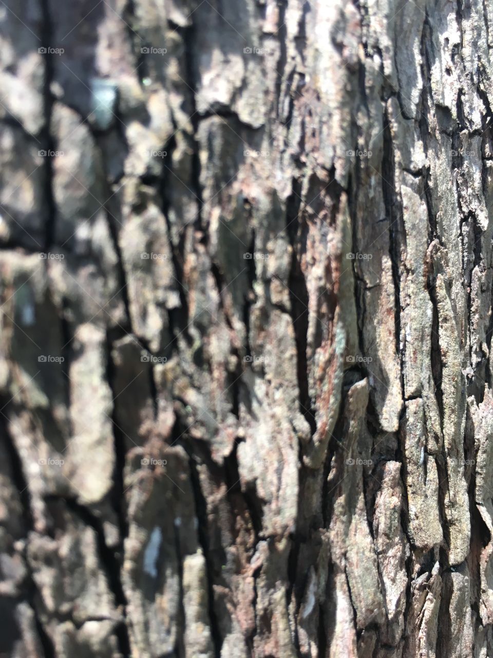 Rough tree trunk backgrounds