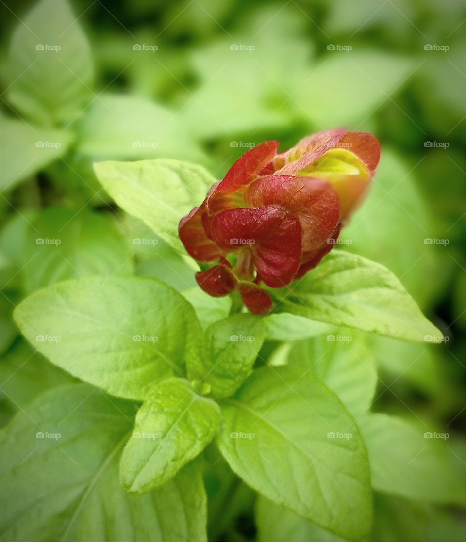 Beautiful 🌾 flower