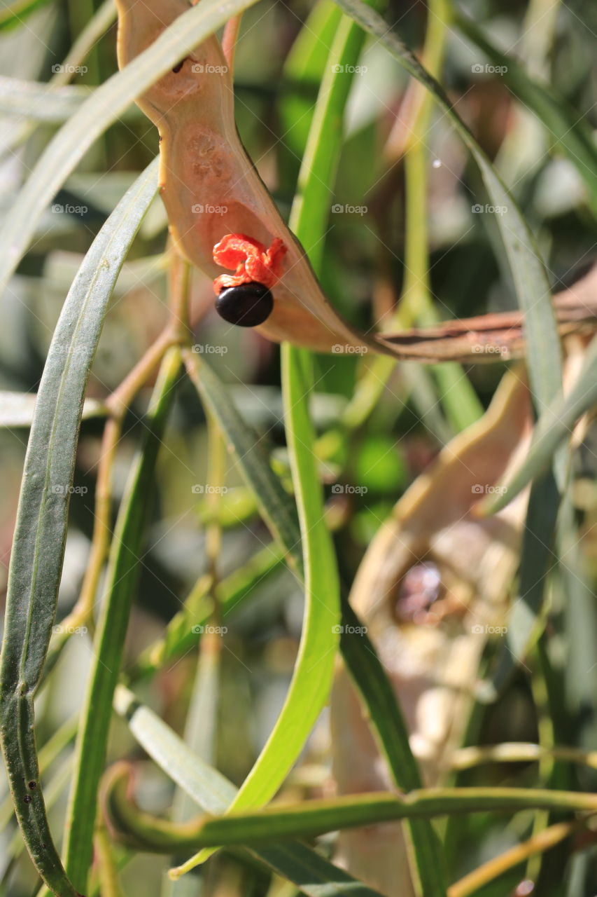 Seed pods on gum tree wig red seeds closeup outdoors South Australia Flora and fauna 