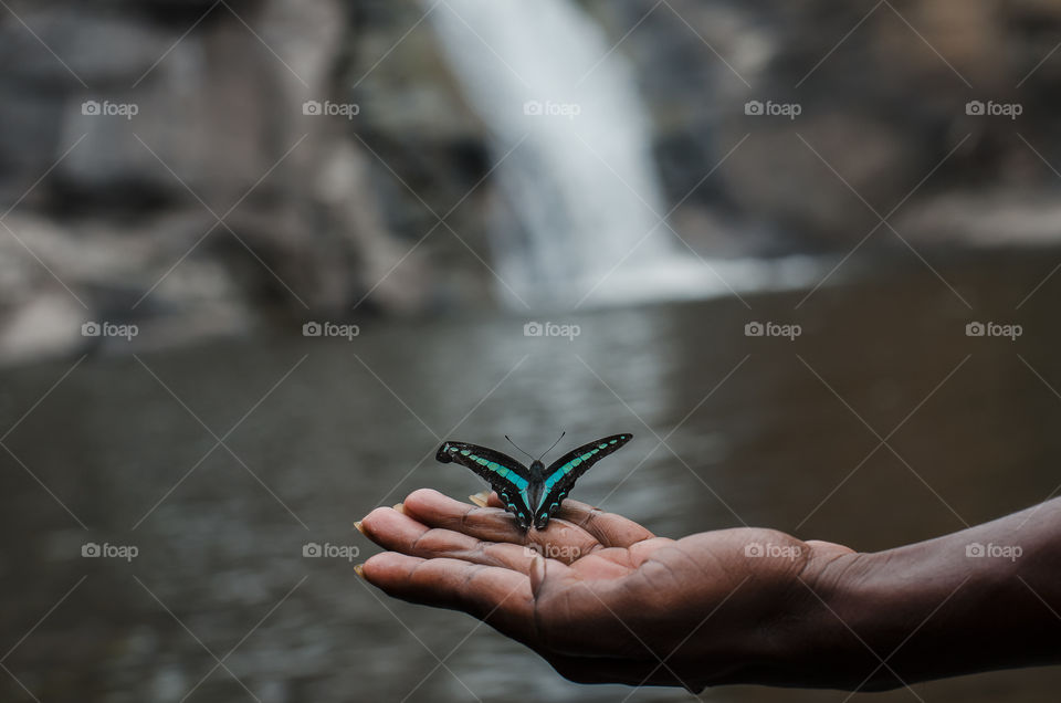 butterfly enjoying waterfall