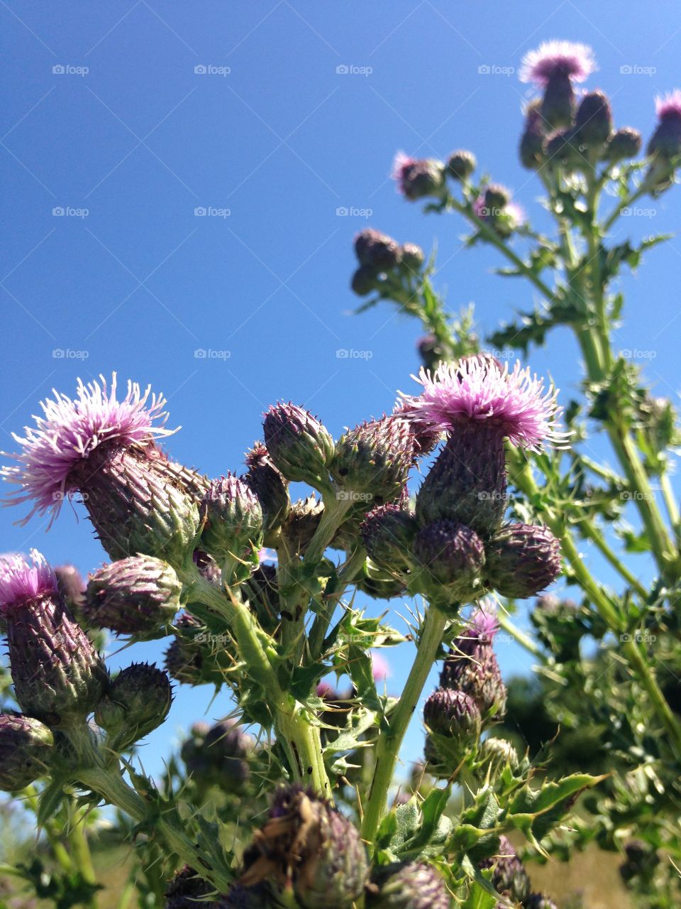 Prickly thistle 