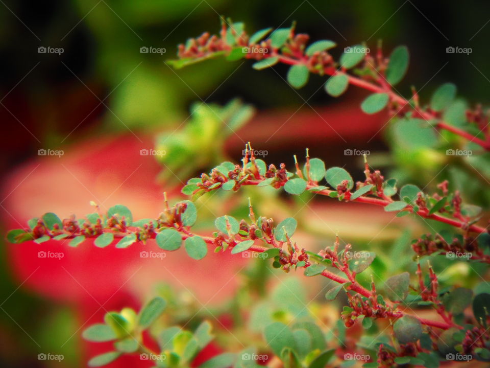 close-up leaf shoot