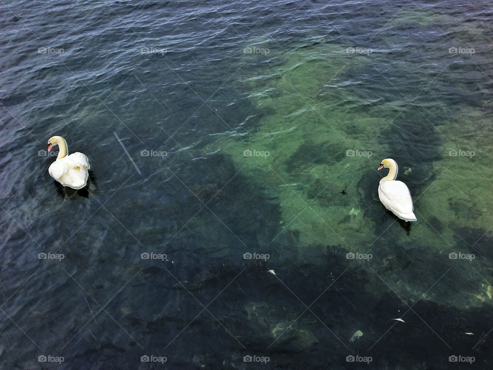 swan sea swans by rui.dellavanzi