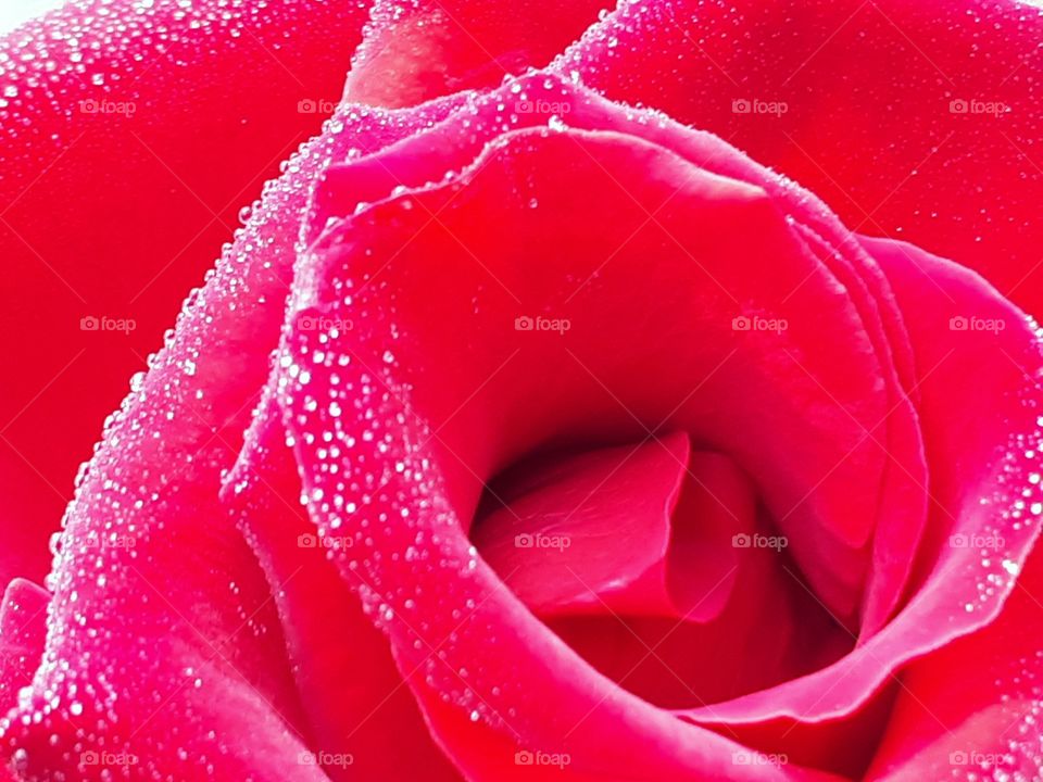 Close up of red rose