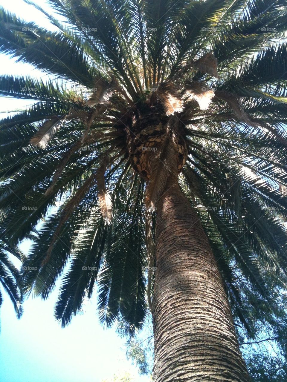 Towering Palm Tree