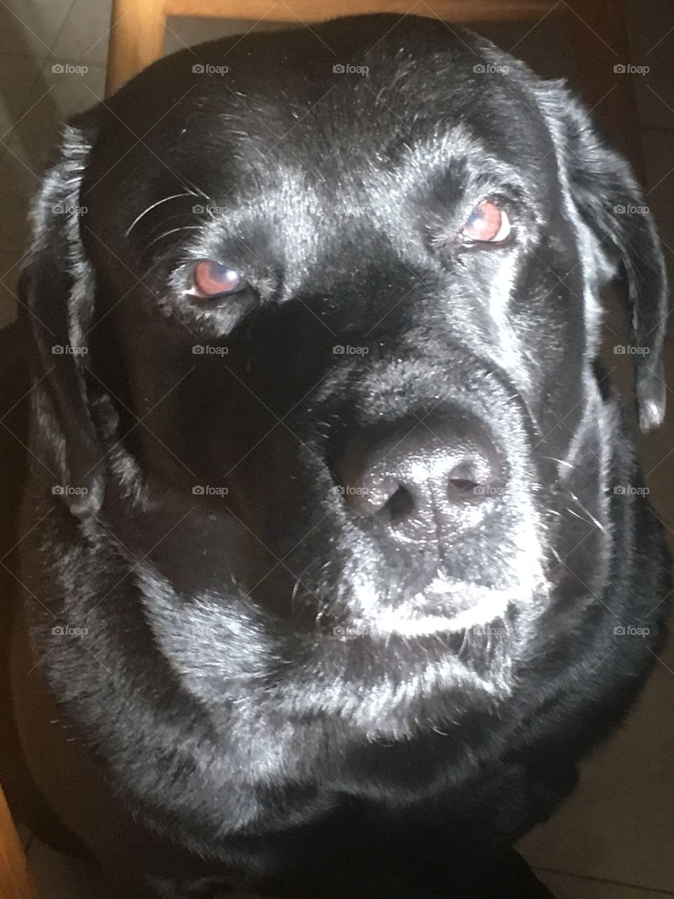 Sunny black lab