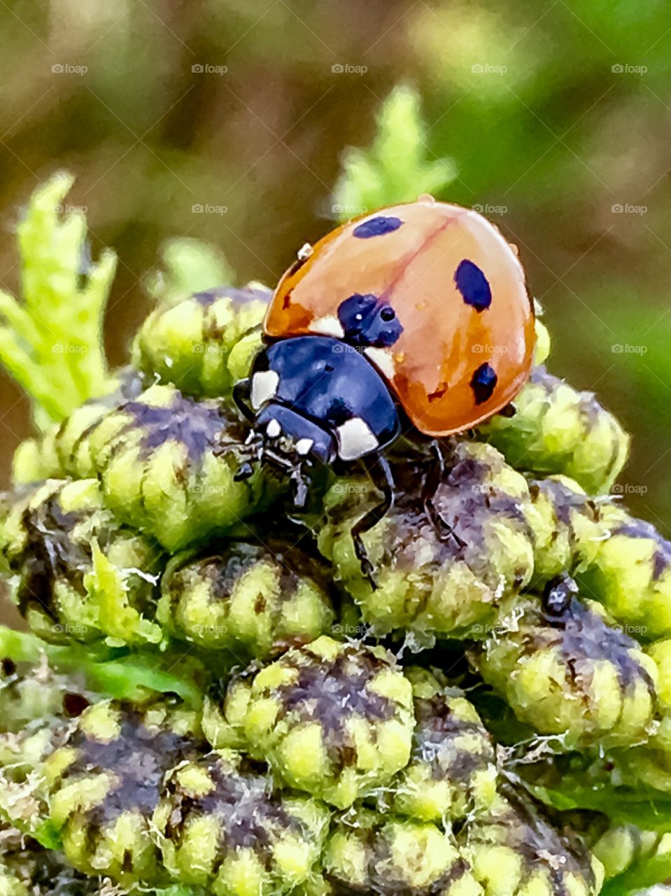 Bright and Early Lady