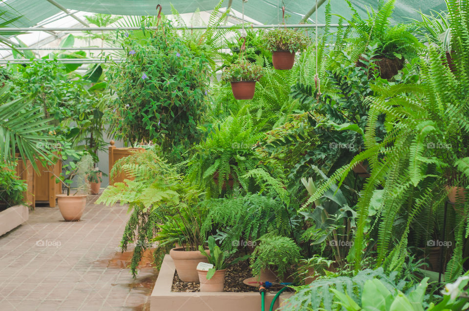 Green garden inside greenhouse