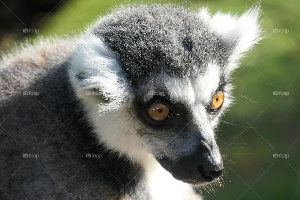 Ring-tailed lemur