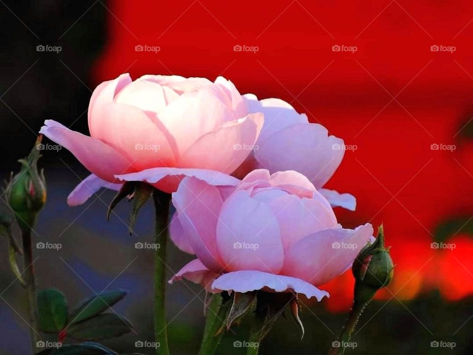 Pink roses with red background