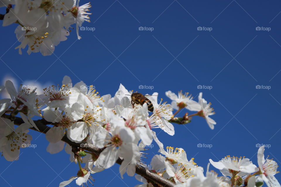 Pflaumenblüte 