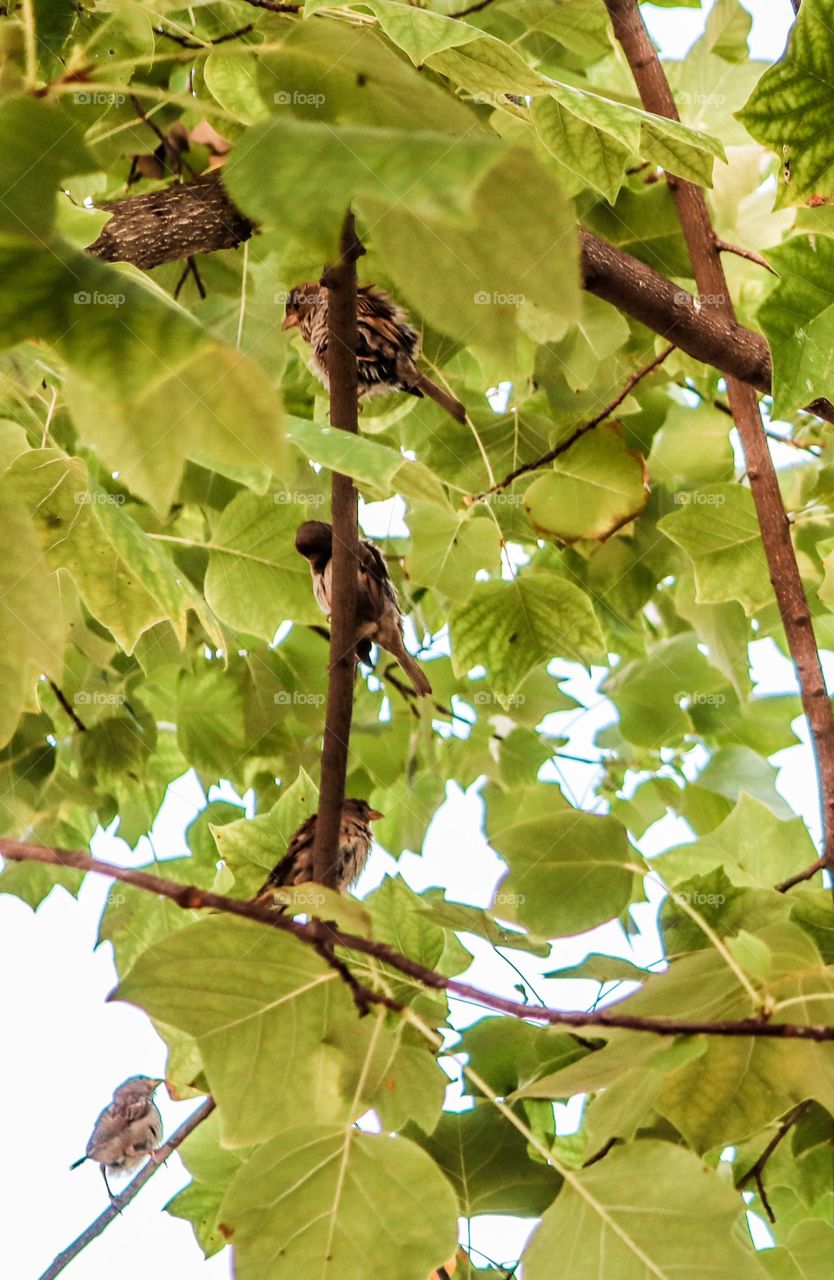 These are sparrows on a branch👆
