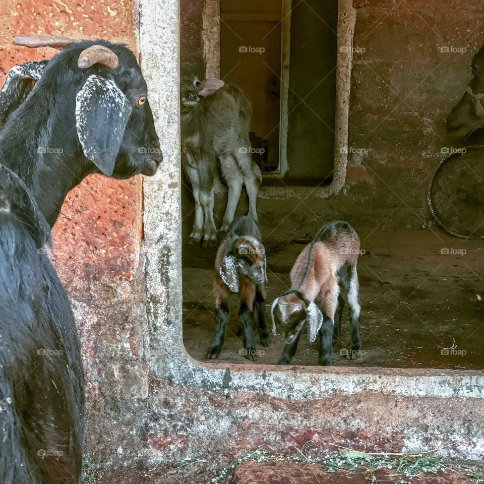 Mama goat encouraging her babies to step out ...