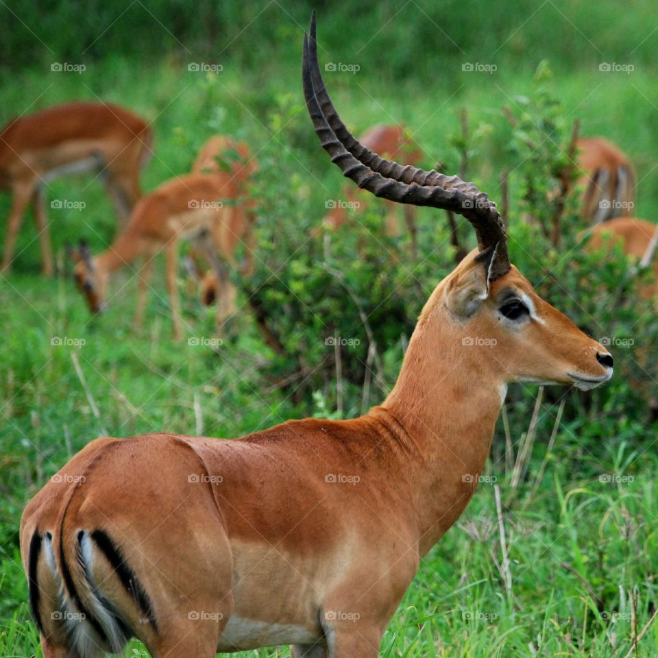 Impala. Impala from the side