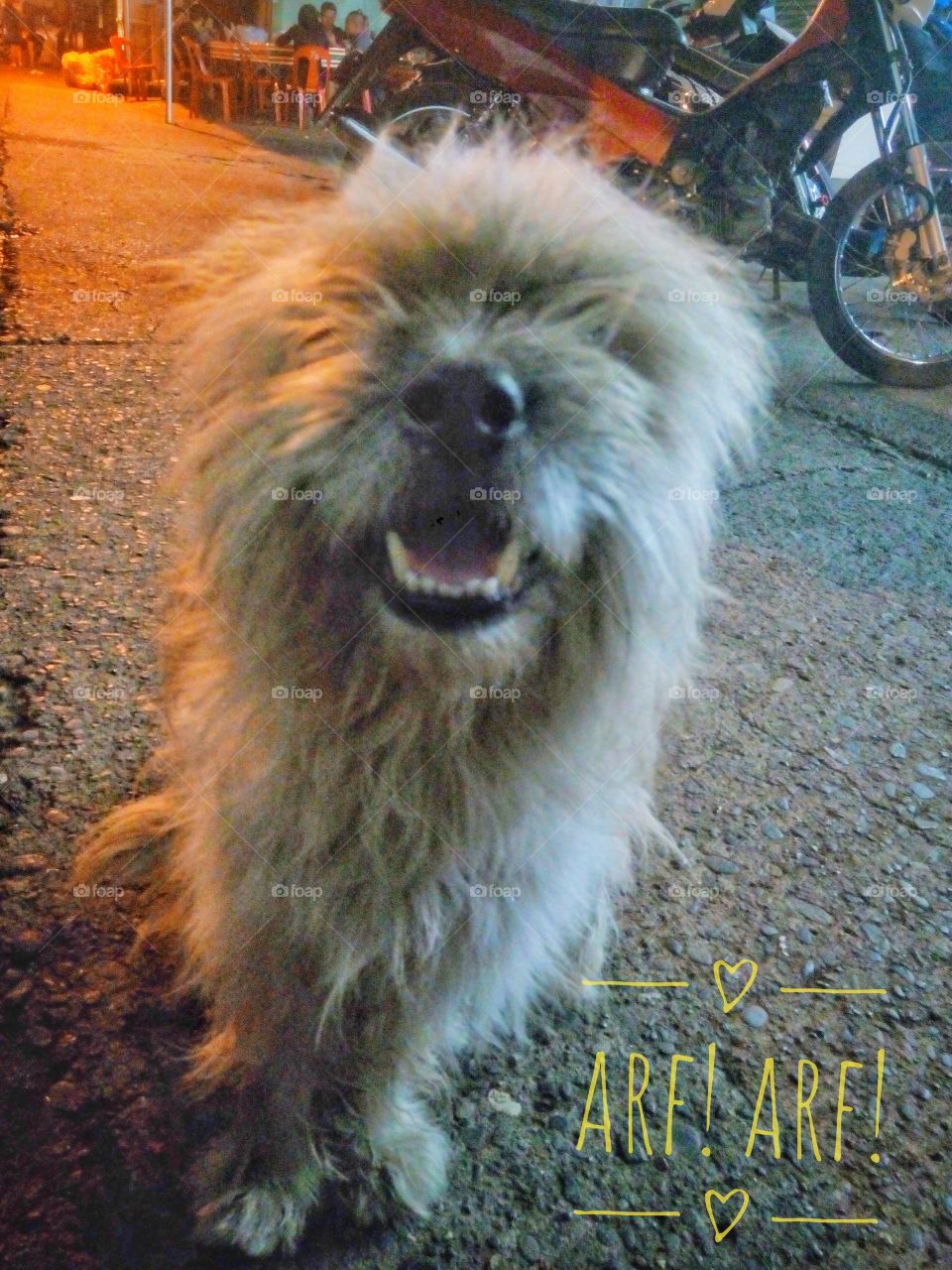 Arf arf, hi there hooman!