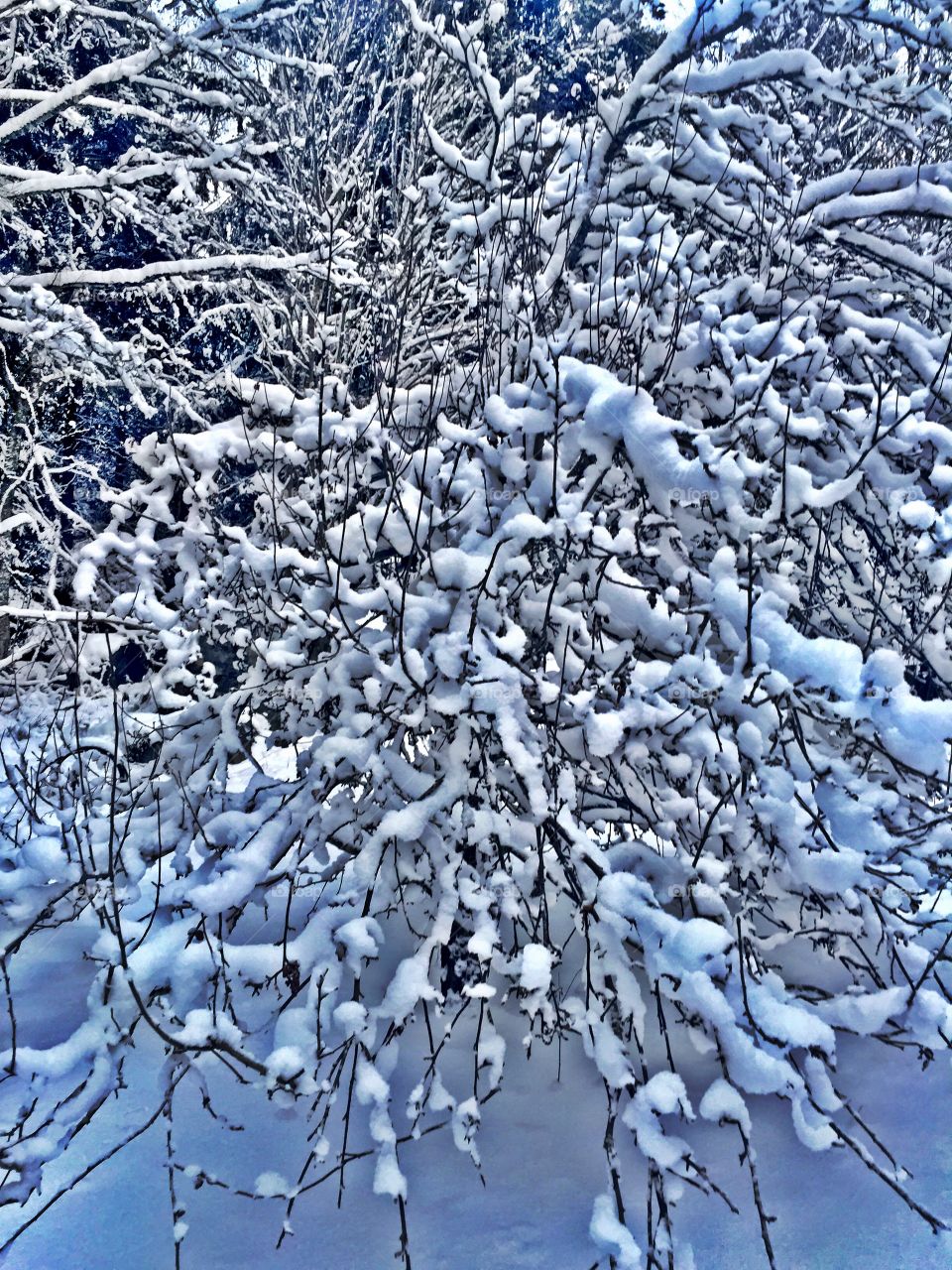 Snowy tree
Winter 