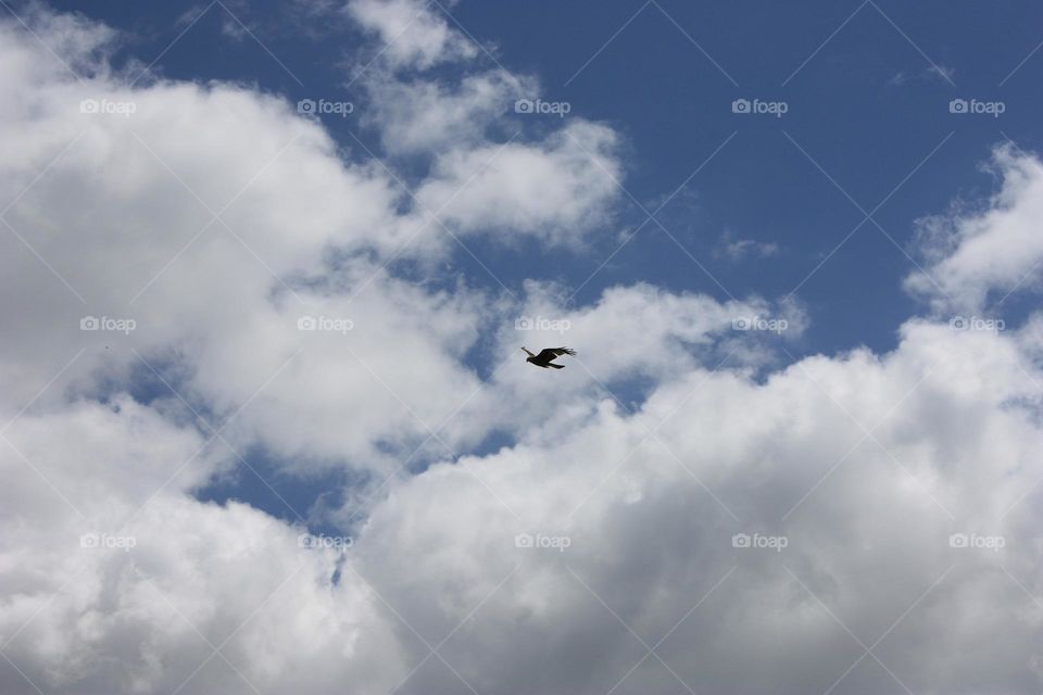 Hawk in the sky